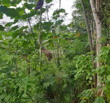 Tanah murah di Lumajang