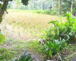 thumbnail-tanah-sewa-zona-kuning-view-sawah-terasering-keren-8