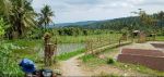 thumbnail-perkebunan-banyuatis-view-sawah-dan-perbukitan-2