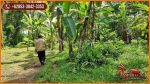 thumbnail-44-ha-tanah-dominan-datar-8-menit-dari-monkey-forest-4