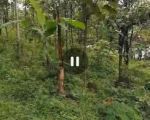 thumbnail-dijual-tanah-kebun-wonosalam-jombang-5