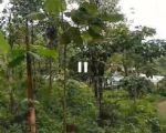 thumbnail-dijual-tanah-kebun-wonosalam-jombang-0