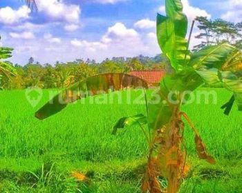 Di jual cepat lahan murah Ubud dilingkungan strategis