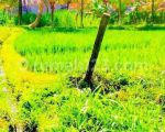 thumbnail-di-jual-cepat-lahan-murah-ubud-dilingkungan-strategis-6