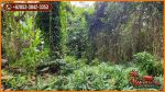 thumbnail-view-sungai-dan-hutan-1700-m2-di-sukawati-ubud-5