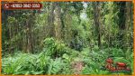 thumbnail-view-sungai-dan-hutan-1700-m2-di-sukawati-ubud-6