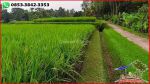 thumbnail-lahan-pinggir-jalan-kontur-datar-dijual-murah-area-penebel-3