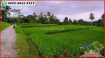 thumbnail-lahan-pinggir-jalan-kontur-datar-dijual-murah-area-penebel-1