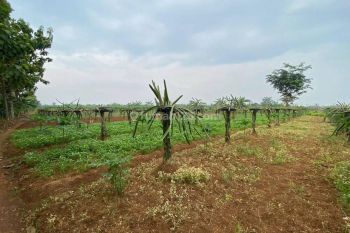 Dijual Tanah Kebun Bonus Rumah Siap Huni Di Kemang Kabupaten Bogor