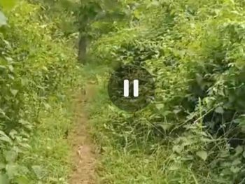 Dijual tanah perkebunan subur Wonosalam Jombang