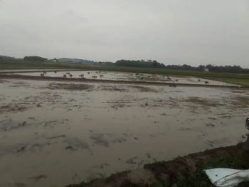 Sell Tanah: sawah luas 50 bata