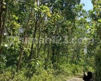 Tanah Strategis Dekat Heha Ocean View Panggang Yogyakarta