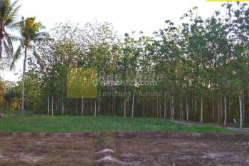 Sale Tanah: Tanah Kebun Jati hn