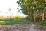 thumbnail-sale-tanah-tanah-kebun-jati-hn-2