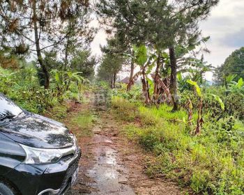 Ams 032.bim Jual Tanah Kavling 250m2 di Kawasan Sejuk Wanagiri Bedugul