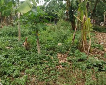 Dijual tanah di desa cijengkol kecamatan Setu kabupaten bekasi