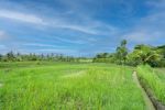 thumbnail-villa-2-kamar-tidur-yang-tenang-dengan-view-sawah-di-tabanan-6