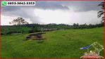 thumbnail-9500-m2-bentuk-tanah-ngantong-lokasi-dekat-tabanan-kota-3