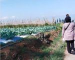 thumbnail-tanah-kebun-luas-di-sariwangi-parongpong-5