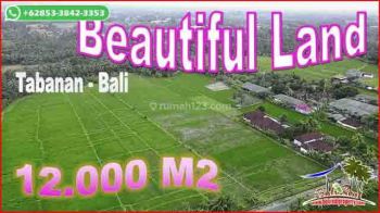 Dijual Persawahan Datar 12,000 M2 Pinggir Jalan Aspal