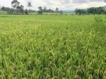 thumbnail-tanah-sawah-produktif-cigadung-kng-shm-12