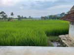 thumbnail-tanah-sawah-produktif-cigadung-kng-shm-11