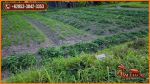 thumbnail-550-m2-lahan-di-sukawati-siap-bangun-untuk-hunian-8