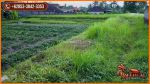 thumbnail-550-m2-lahan-di-sukawati-siap-bangun-untuk-hunian-9