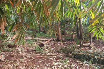 Dijual Kavling samping Delatinos, Serpong