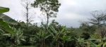 thumbnail-kebun-durian-prduktip-7