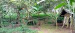 thumbnail-kebun-durian-prduktip-1