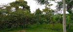 thumbnail-kebun-durian-prduktip-5