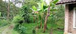 thumbnail-kebun-durian-prduktip-11