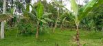 thumbnail-kebun-durian-prduktip-2