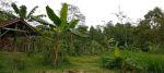 thumbnail-kebun-durian-prduktip-4