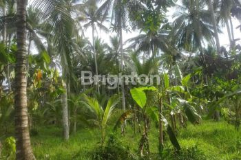 Tanah kebun seluas 21 are berserta bangunan diatasnya (8m x 20m) berlokasi di