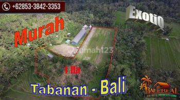 1 Ha Tanah di Pupuan Dijual Murah Cocok Untuk Investasi Property