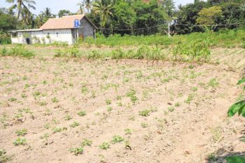 Jual Tanah Jogja Dekat Puskesmas Ngemplak Hanya 1 Jutaan Cocok Untuk Hunian