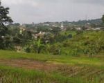 thumbnail-tanah-sawah-rata-untuk-villagazebo-view-lepas-ke-gunung-1