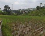 thumbnail-tanah-sawah-rata-untuk-villagazebo-view-lepas-ke-gunung-3