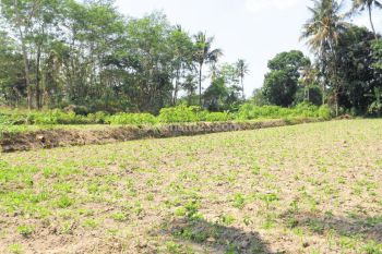 Dijual Tanah Jogja, Dekat Blue Lagoon Jogja 2 Jutaan M2, Lingkungan Nyaman