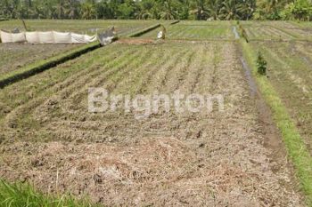 TANAH DENGAN VIEW SAWAH DI MARGA TABANAN BALI