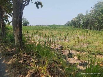 Tanah Tegalan Letak Strategis Cocok Untuk Investasi