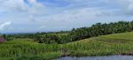 thumbnail-tanah-view-sawah-terasering-cantik-di-tabanan-bali-12