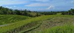 thumbnail-tanah-view-sawah-terasering-cantik-di-tabanan-bali-4