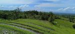 thumbnail-tanah-view-sawah-terasering-cantik-di-tabanan-bali-13