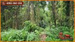 thumbnail-tanah-kebun-akses-jalan-desa-17-are-di-sukawati-gianyar-6