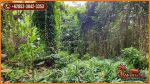 thumbnail-tanah-kebun-akses-jalan-desa-17-are-di-sukawati-gianyar-5