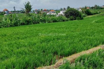 Disewakan tanah 31 are yellow zone tumbakbayuh area