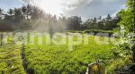 thumbnail-dijual-tanah-1119m2-pemandangan-bagus-sawah-dekat-ubud-central-2